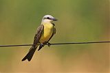 White-throated Kingbirdborder=